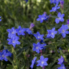 Lithodora Grace Ward
