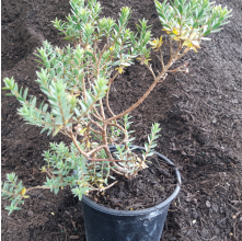 Pimelea declivis