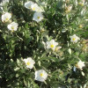 Convolvulus cneorum (Silverbush)