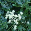 Fatsia japonica (Japanese aralia)
