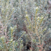 Cassinia vauvilliersii (Mountain Tauhinu, Cottonwood)