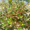 Coprosma Walter Brockie (Mirror Bush)