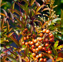 Nandina Gulfstream (Heavenly Bamboo)