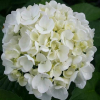 Hydrangea Bridal Bouquet