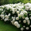 Hydrangea Bridal Bouquet