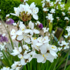 Libertia formosa