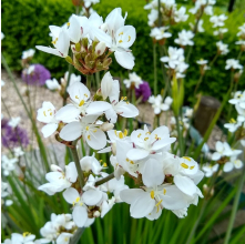 Libertia formosa