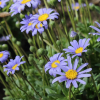 Felicia amelloides (Blue Daisy)