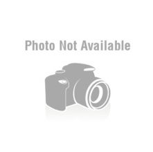 Griselinia Ardmore Emerald (Kapuka, Broadleaf)