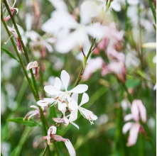 Gaura Sparkle White