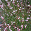 Gaura Emmerline Pink