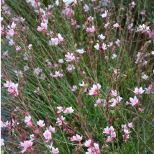Gaura Emmerline Pink