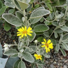 Brachyglottis greyi (Brighteyes, Resin Bush)