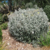 Brachyglottis greyi (Brighteyes, Resin Bush)