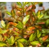 Coprosma rainbow surprise