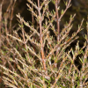 Coprosma rugosa (Needle-leaved Mountain Coprosma)