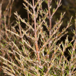 Needle-leaved Mountain Coprosma (Coprosma rugosa)
