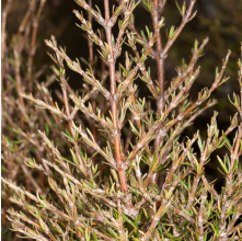 Coprosma rugosa (Needle-leaved Mountain Coprosma)