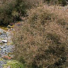 Coprosma rugosa (Needle-leaved Mountain Coprosma)