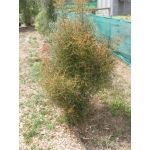 Coprosma rugosa lobster