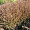 Coprosma Roys Red (Small-leaved Red Coprosma)