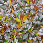 Coprosma tenuifolium purpurea