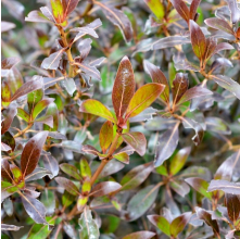 Coprosma tenuifolium Purpurea