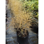 Coprosma virescens