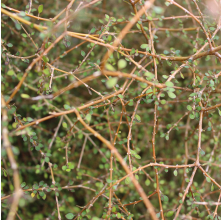 Coprosma virescens (Mingimingi)