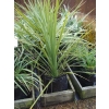 Cordyline australis (Cabbage Tree)