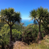 Cordyline australis (Ti Kouka, Cabbage Tree)