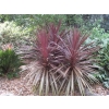 Cordyline australis purpurea (Cabbage Tree)