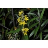 Corokia buddleioides