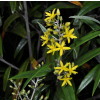 Corokia buddleioides