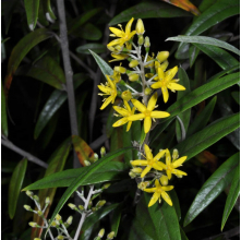 Corokia buddleioides