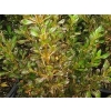 Coprosma copper shine (Copper Shine Mirror Bush)