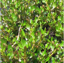 Coprosma Copper Shine (Mirror Bush)