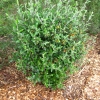 Corokia Yellow Wonder