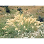 Austroderia richardii (South Island Toe Toe)