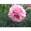 Dianthus (Carnation)