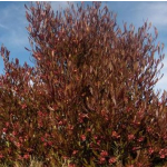 Dodonaea viscosa purpurea (Akeake)