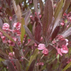 Dodonaea viscosa Purpurea (Ake Ake Purpurea)