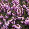 Erica x darleyensis pink (Winter Heath)