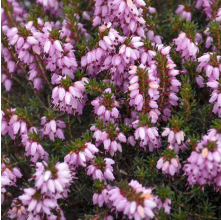Erica x darleyensis pink (Winter Heath)
