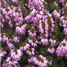 Erica x darleyensis Pink (Winter Heath Pink Flower)