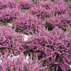 Erica x darleyensis Pink (Winter Heath Pink Flower)