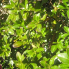 Coprosma robusta (Karamu)