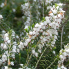 Erica x darleyensis white (Winter Heath)