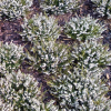 Erica x darleyensis White (Winter Heath White Flower)