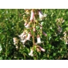 Escallonia fielders white